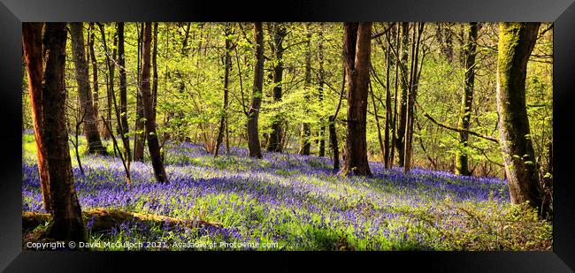 Spring Wood panorama Framed Print by David McCulloch
