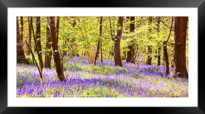 Pastel shades of spring Framed Mounted Print by David McCulloch