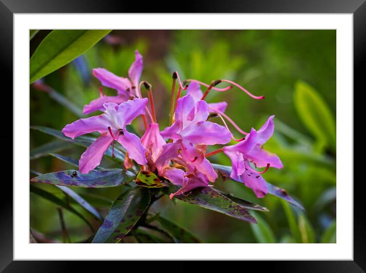 Blossom on the bough Framed Mounted Print by David McCulloch