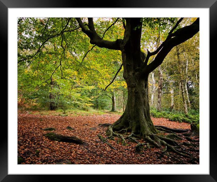 Stages of autumn Framed Mounted Print by David McCulloch