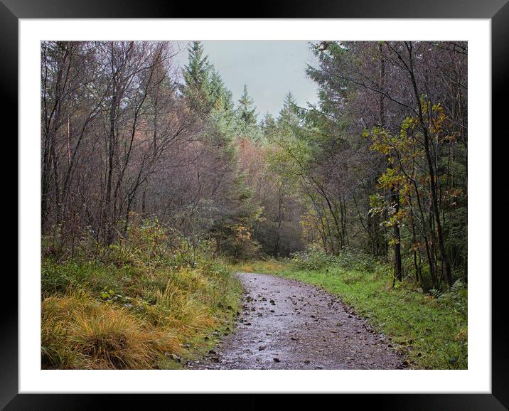 A wet autumn woodland Framed Mounted Print by David McCulloch