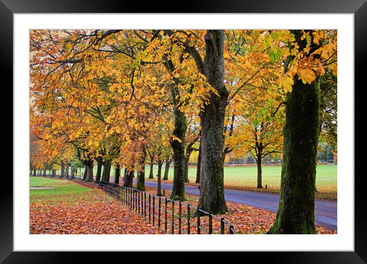 Autumn by the avenue Framed Mounted Print by David McCulloch
