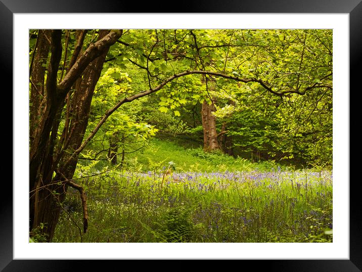 The Last of the Bluebells Framed Mounted Print by David McCulloch