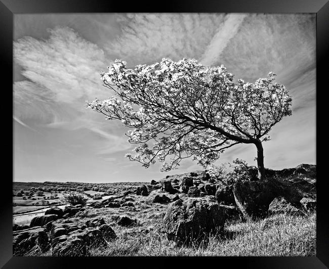 The Leaning Tree Framed Print by David McCulloch
