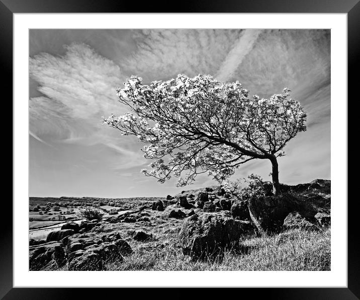 The Leaning Tree Framed Mounted Print by David McCulloch