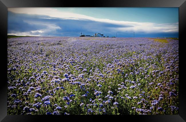 Northumbrian crop of linseed Framed Print by David McCulloch