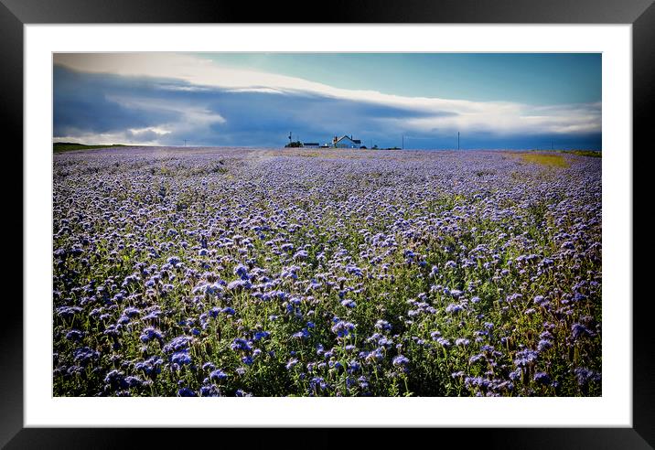 Northumbrian crop of linseed Framed Mounted Print by David McCulloch