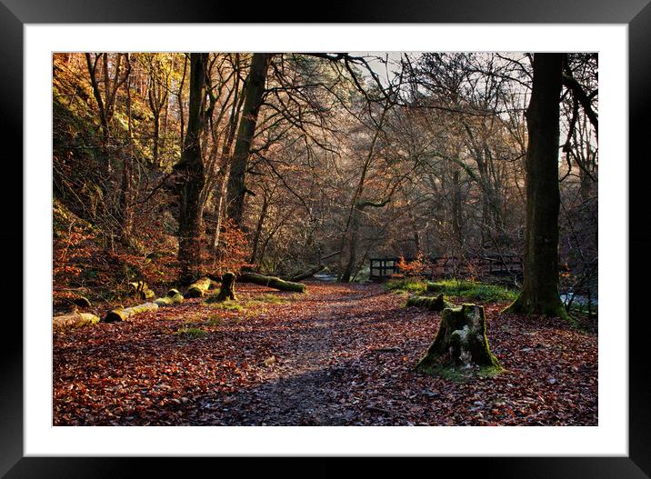 Woodland at Hardcastle Crags Framed Mounted Print by David McCulloch