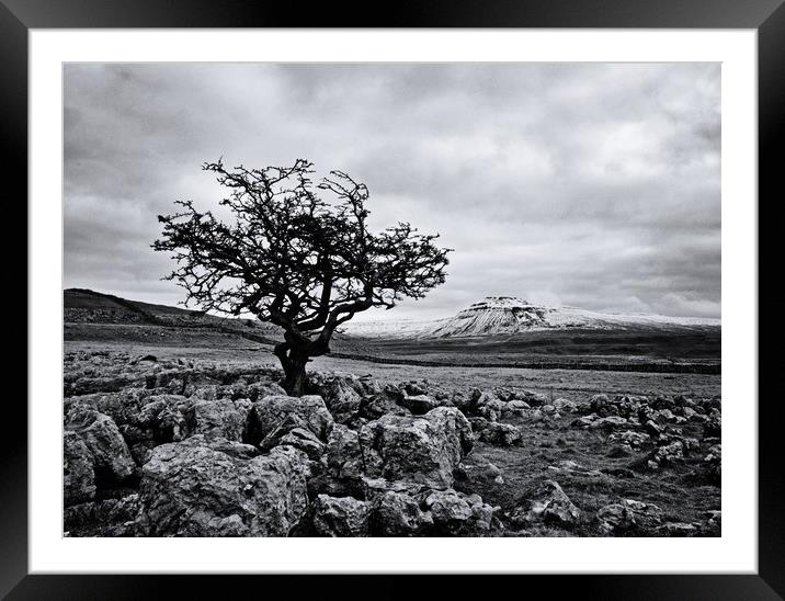 The hardy tree Framed Mounted Print by David McCulloch