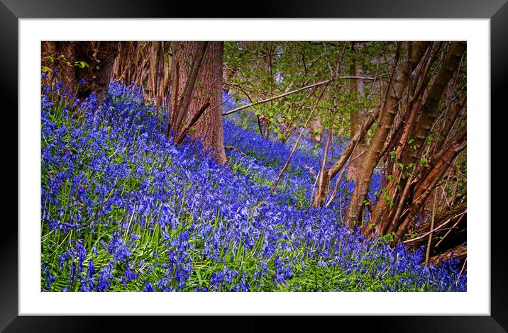 A carpet of bluebells Framed Mounted Print by David McCulloch