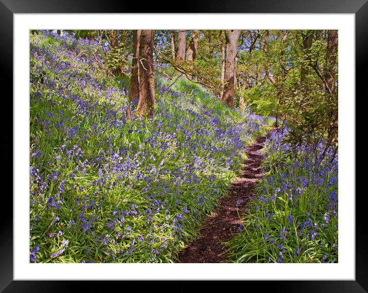 spring woodland Framed Mounted Print by David McCulloch