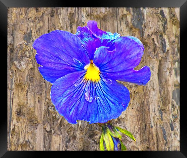 The painterly pansy Framed Print by David McCulloch