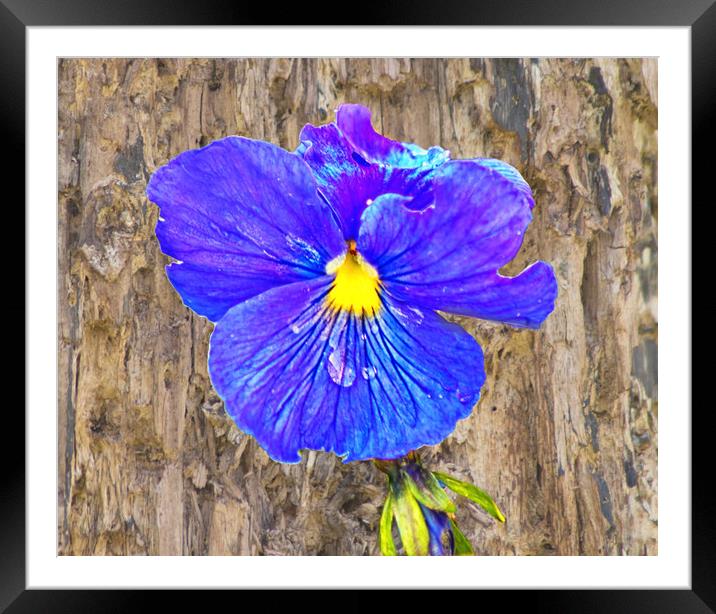 The painterly pansy Framed Mounted Print by David McCulloch