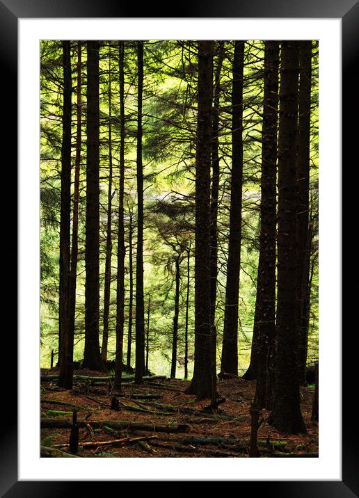 The Radiant Forest Framed Mounted Print by David McCulloch
