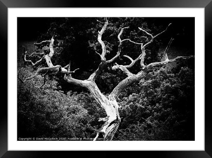 The barren tree Framed Mounted Print by David McCulloch