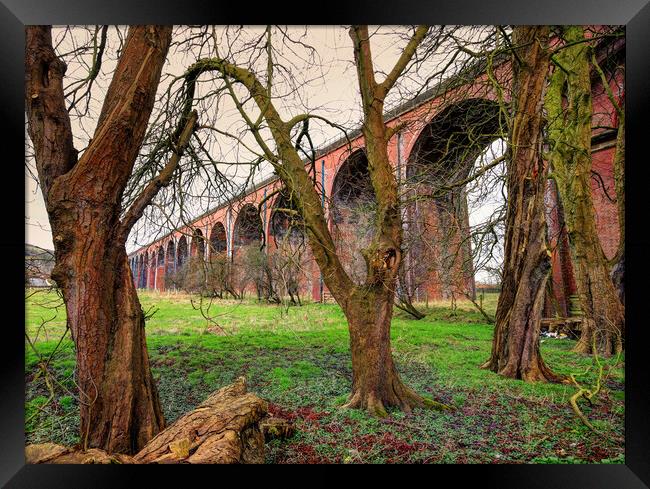 Trees by the viaduct Framed Print by David McCulloch