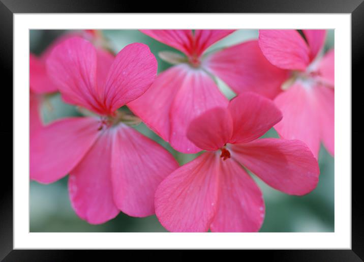Pink Flower Framed Mounted Print by Rachael  Timms