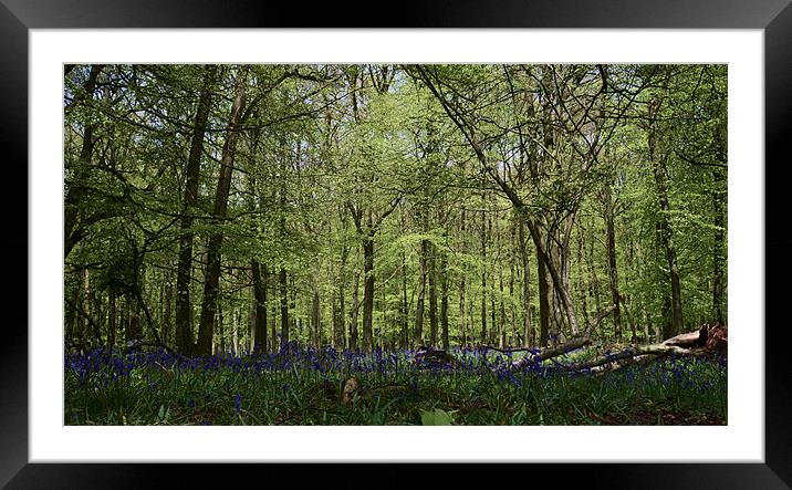 Bluebell woods Framed Mounted Print by Chris Nowicki