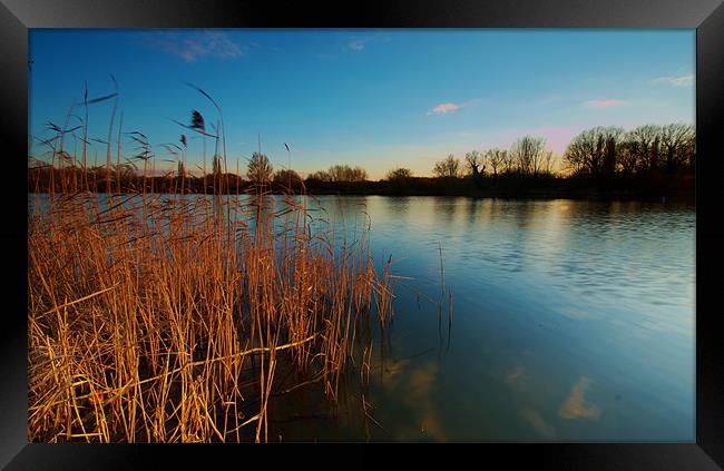 Stanborough Reeds Framed Print by Chris Nowicki