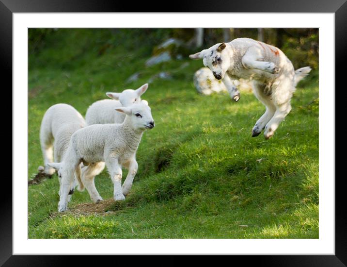Spring Lamb Springing Framed Mounted Print by Ian Hufton