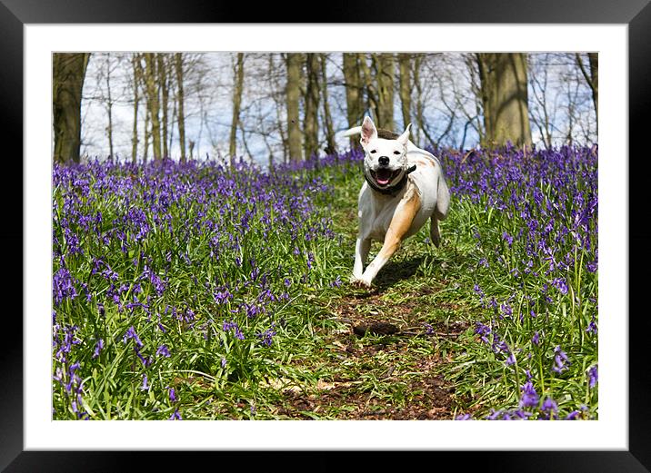 Bluebell charge. Framed Mounted Print by Ian Hufton