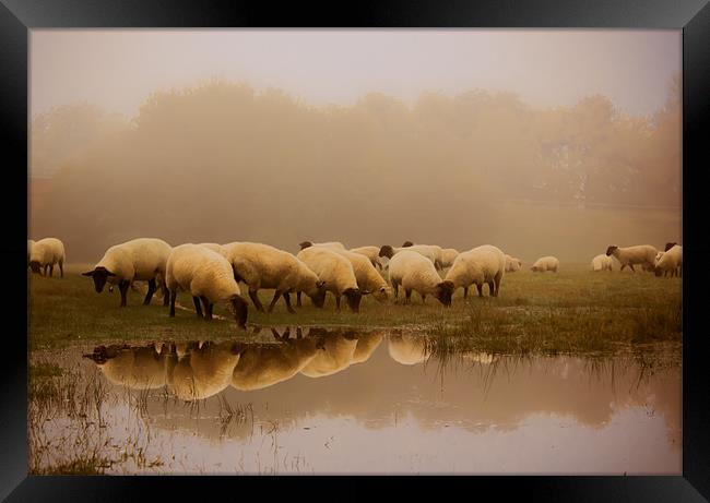 Sheep in the fog Framed Print by Ian Hufton