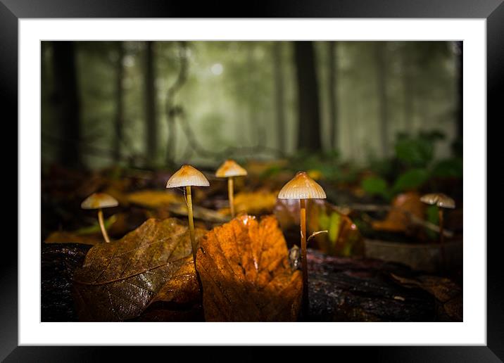Enchanted Ink Caps Framed Mounted Print by Ian Hufton