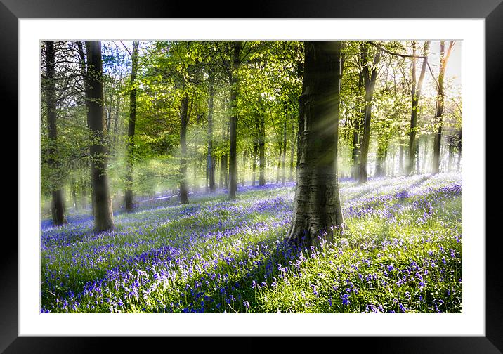 Morning Bluebells. Framed Mounted Print by Ian Hufton
