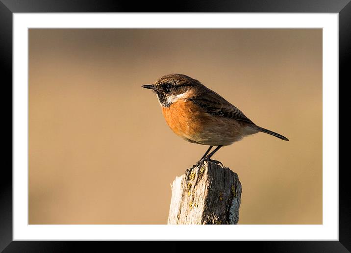  Stonechat Framed Mounted Print by Ian Hufton