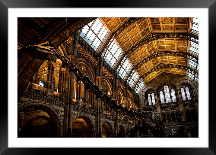  Natural History Museum Framed Mounted Print by Ian Hufton