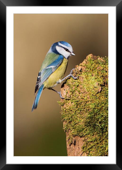  Blue tit Framed Mounted Print by Ian Hufton