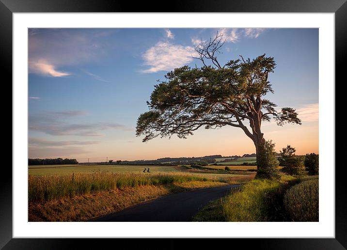 The hanging tree Framed Mounted Print by Ian Hufton