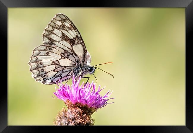  Marbled White Butterfly Framed Print by Ian Hufton