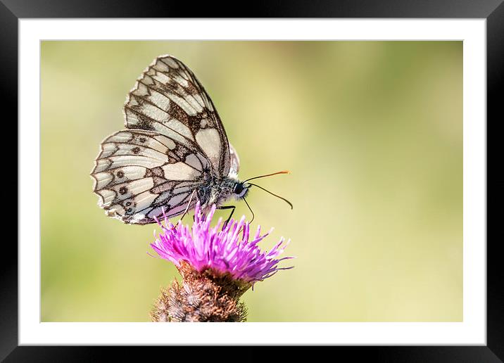  Marbled White Butterfly Framed Mounted Print by Ian Hufton