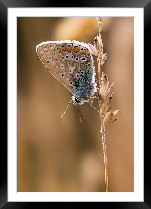  Common Blue butterfly Framed Mounted Print by Ian Hufton