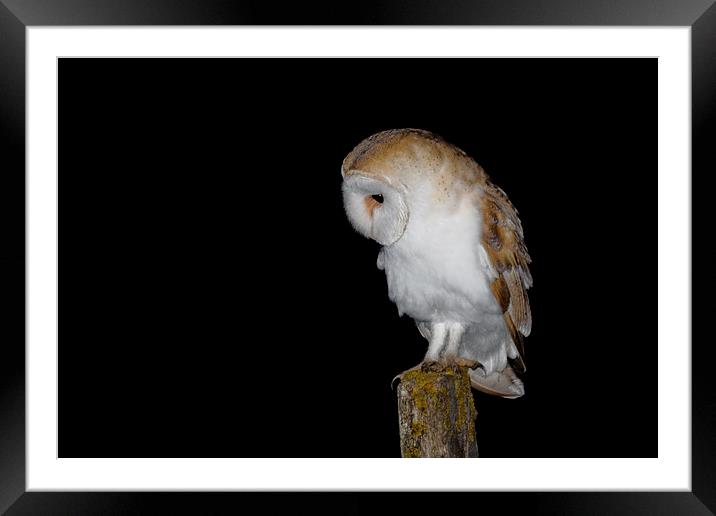  Barn Owl Framed Mounted Print by Ian Hufton