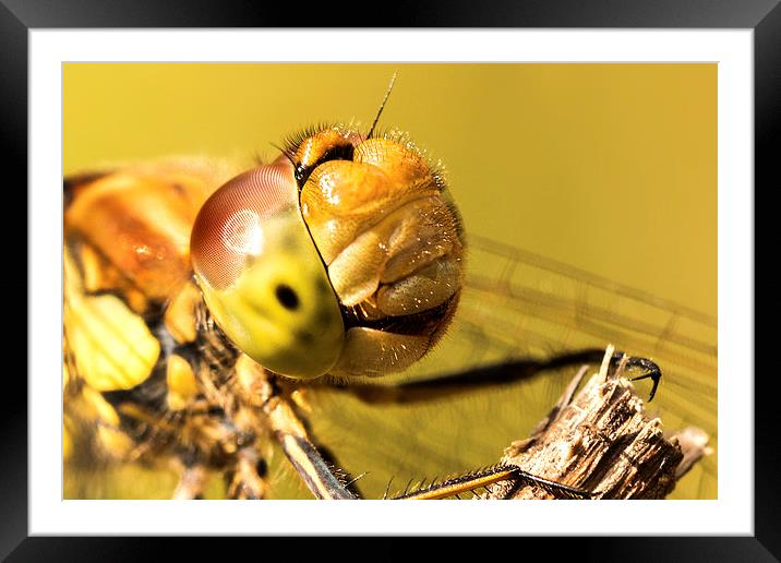 Smiling Dragonfly Portrait Framed Mounted Print by Ian Hufton