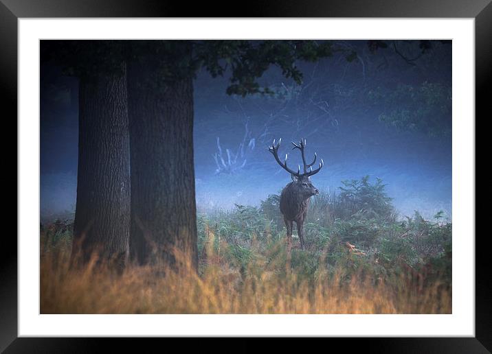  Richmond Park Stag Framed Mounted Print by Ian Hufton