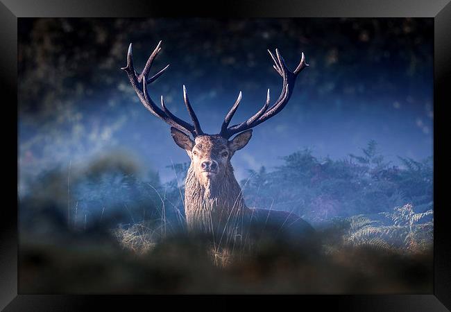   Red Deer Stag Framed Print by Ian Hufton