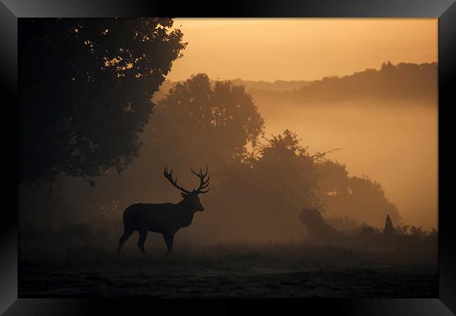  Red Deer Stag Framed Print by Ian Hufton