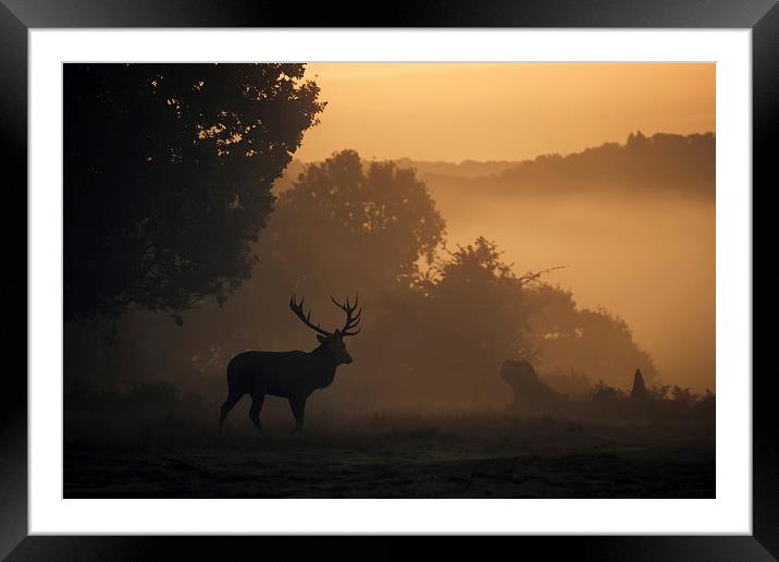  Red Deer Stag Framed Mounted Print by Ian Hufton