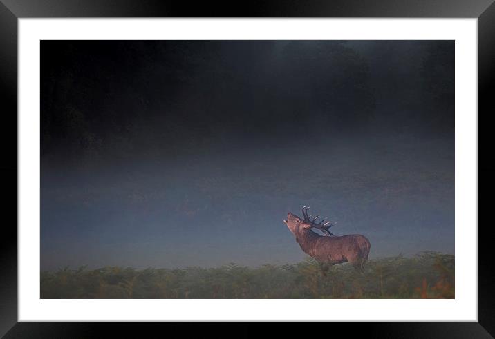  Red Deer Stag Framed Mounted Print by Ian Hufton