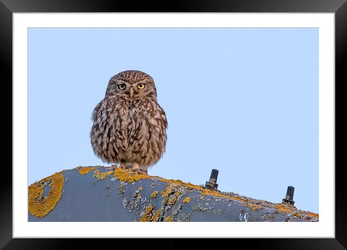   Little Owl Framed Mounted Print by Ian Hufton