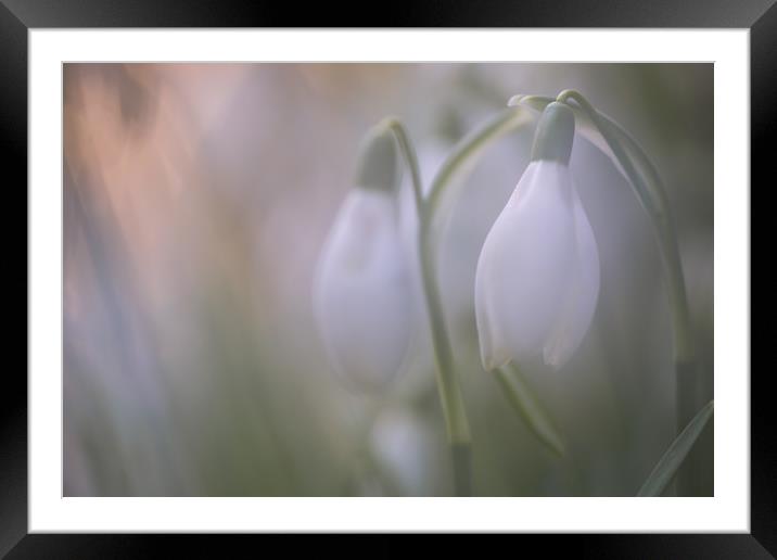Snowdrop Framed Mounted Print by Ian Hufton