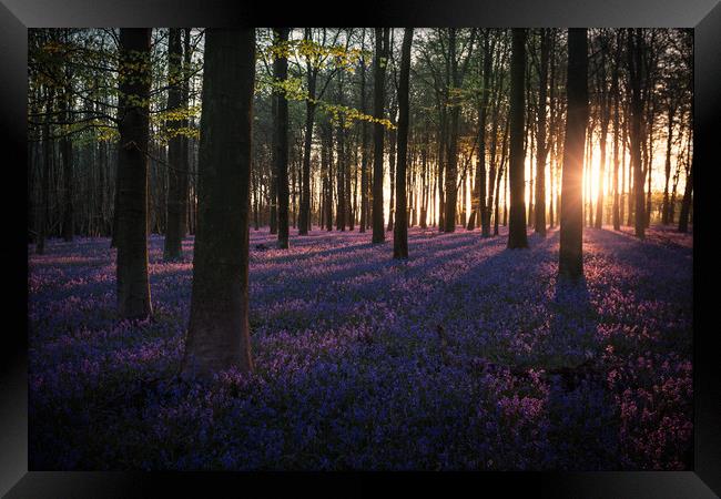 Kingswood Bluebells Sunrise Framed Print by Ian Hufton