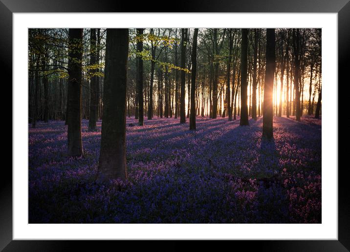 Kingswood Bluebells Sunrise Framed Mounted Print by Ian Hufton