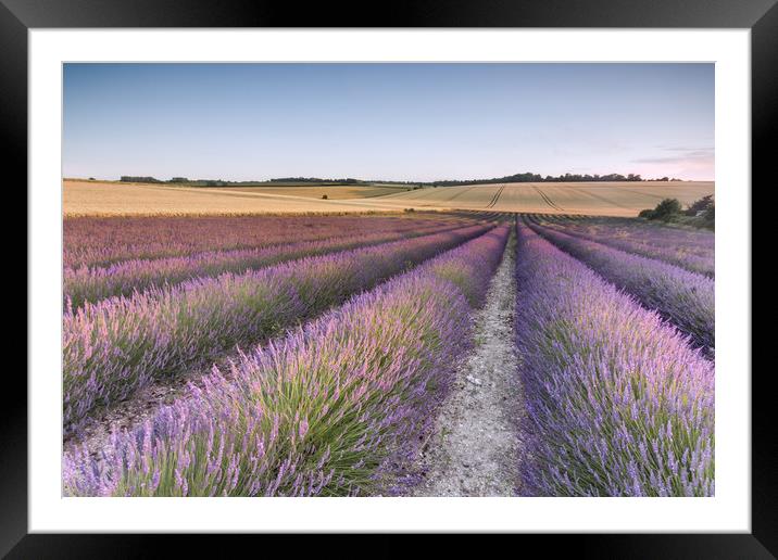 Lavender Fields Framed Mounted Print by Ian Hufton