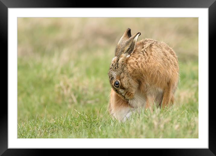 Brown Hare Framed Mounted Print by Ian Hufton