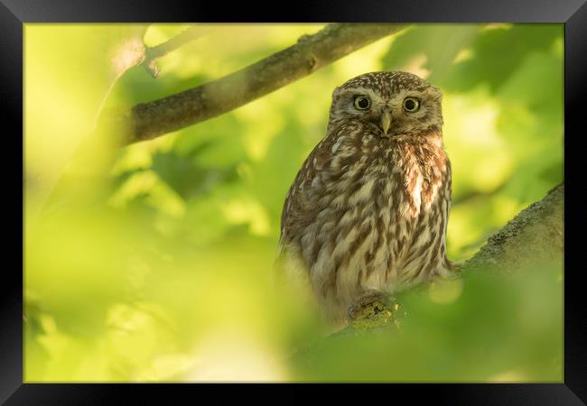 Little Owl  Framed Print by Ian Hufton