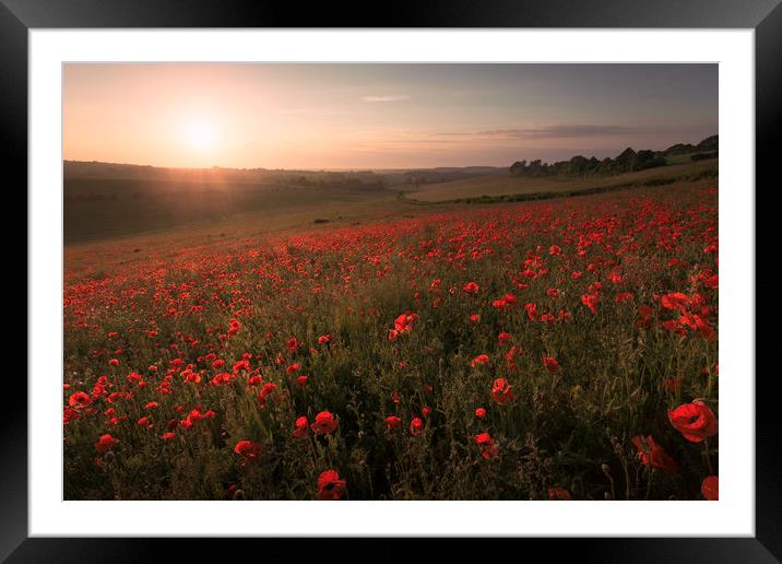Poppy Field Framed Mounted Print by Ian Hufton